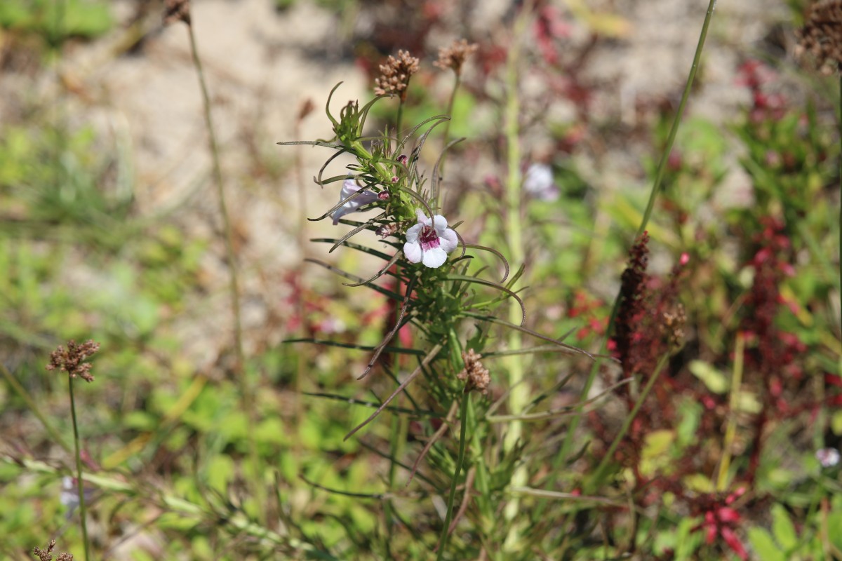 Parasopubia delphiniifolia (L.) H.-P.Hofm. & Eb.Fisch.